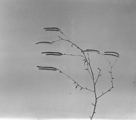 Catkins of the Birch
