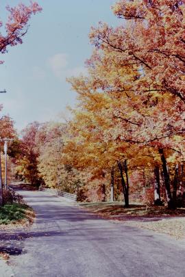 Autumn scene