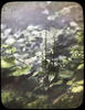 Botanical : Long-Bracted Orchis Habenaria Bracteata/ photographed by E.E. Parratt ; colored by Ch...
