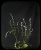 Botanical : Mitrewort