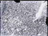 Botanical : A Nest of Kildeer ; Hand pointing to eggs, Carrol Pfanstiehl