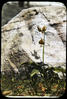 Botanical : Lesser yellow lady's slipper (?)
