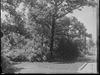 Landscape : Along the Drive : Green Bay Road - Lake Forest ; Rosa Setigera Planting