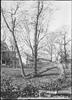 Trail tree : Mr. Carqueville's place