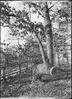 Trail tree : Southwest of Toboggan slide at Ravinia