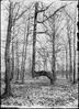 Trail tree : Yoe Place