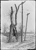 Trail tree : County Line