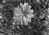 Mandrake leaf from above Stipes Woods