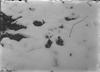 Skunk Cabbage in the snow