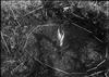 Skunk Cabbage : Sweenys Woods (transplant?)