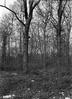 Stipes Woods :  Looking into the woods
