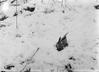 Skunk Cabbage in snow