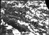Skunk Cabbage in snow