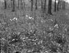 Shooting star : A Colony ; Woods north of Fort Sheridan and west of railroad