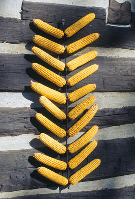 Corn