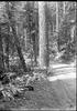 Botanical : In the big woods, Ravinia Park 1