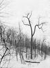 Old cotton wood in Ravine Drive : Winter