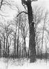 Snow scene in Stipes Wood
