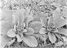 Mullein rosettes : Sweeny's woods