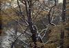 Scenery : Trees with snow
