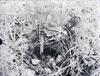 OvenBirds Nest (Riverwoods, Ill.)