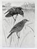 Red-Winged Blackbirds