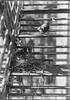 Robin and young on fire escape (1)