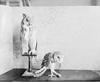 Monkey-Faced Owl