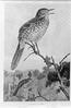Brown Thrasher