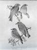 Bluebirds