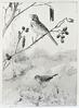 Song Sparrow