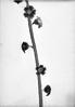 Stalk of Mitrewort