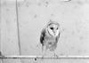 Monkey-Faced Owl