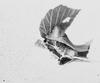 Larva of Cecropia 5
