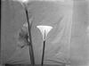 The (Spathe) Spadix of the "Calla Lily"