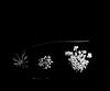Flower parts