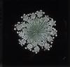Queen Anne's Lace