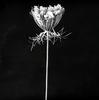 Queen Anne's Lace