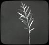 Leaf specimen