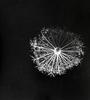 Salsify Seed