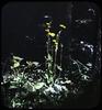 Cynthia Dwarf Dandelion, Krigia Virginica
