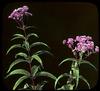 Joe Pye Weed