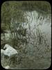 Mermaid Weed: Sweet Flag ; Water Milfoil ; Prosepuniaca Palustris ; Agorus Calamus ; Myriohyllum ...