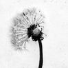 Salsify