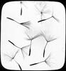 Salsify Seeds