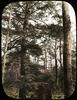 Hemlock