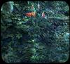 Turk's Cap Lily