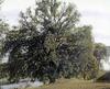 Cottonwood