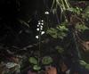 Pyrola