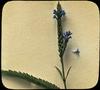 Blue Vervaitt